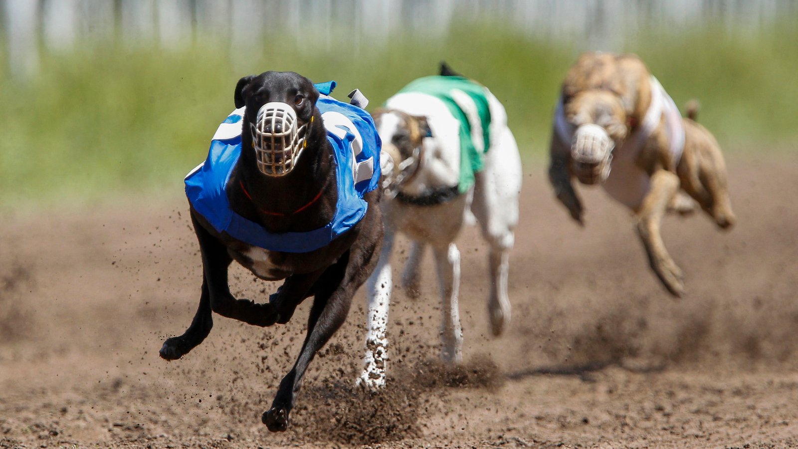 Prohíben las carreras de galgos en todo el país | infociudad