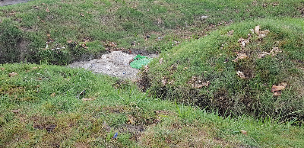 Menudencias podridas al aire libre 1