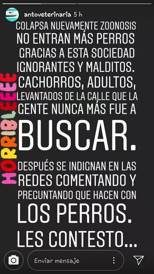 Perros de la calle: una situación que preocupa 1 Perros de la calle: una situación que preocupa