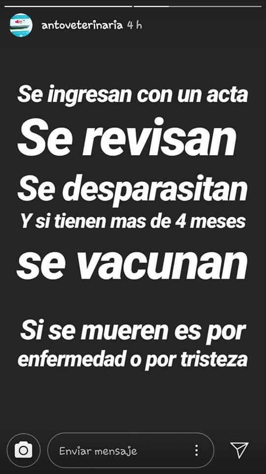 Perros de la calle: una situación que preocupa 2 Perros de la calle: una situación que preocupa 1
