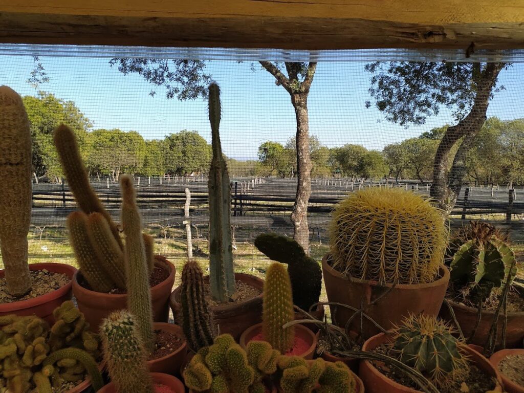 El descendiente de una figura histórica que vivió en Giles y fundó una bodega 3 El descendiente de una figura histórica que vivió en giles y fundó una bodega 2