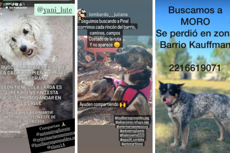 Moro ya apareció, pero todos los demás siguen perdidos.