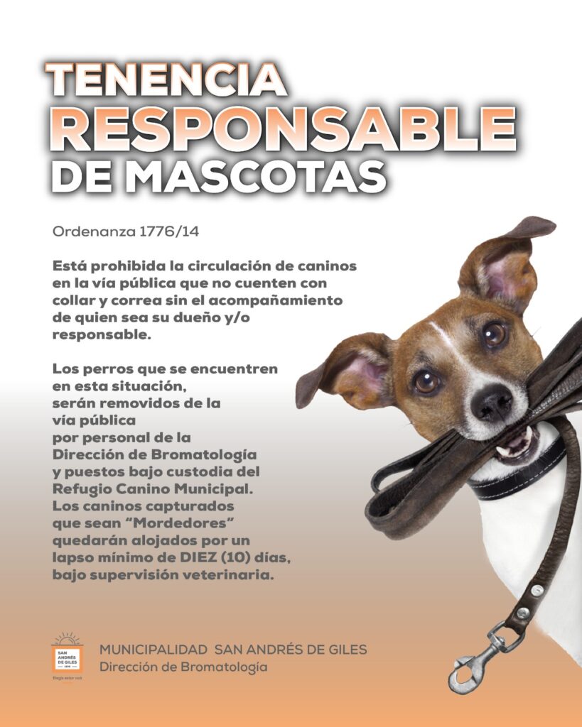 Perros en la calle: sin correa ni dueño irán al refugio municipal