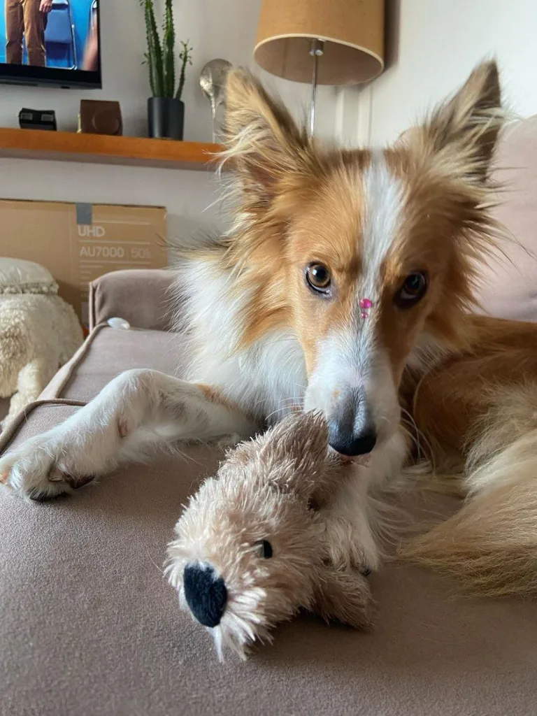 Huellas Responsables: se busca familia para Chicha 5 Huellas responsables: se busca familia para chicha 3