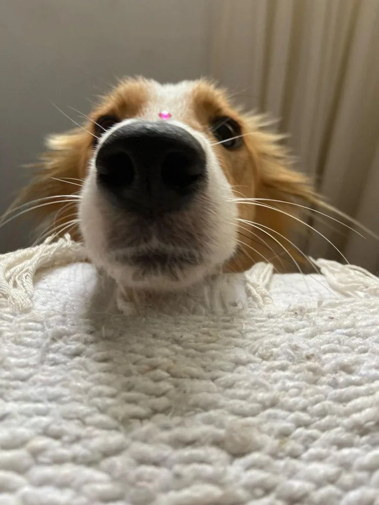 Huellas Responsables: se busca familia para Chicha 4 Huellas responsables: se busca familia para chicha 2