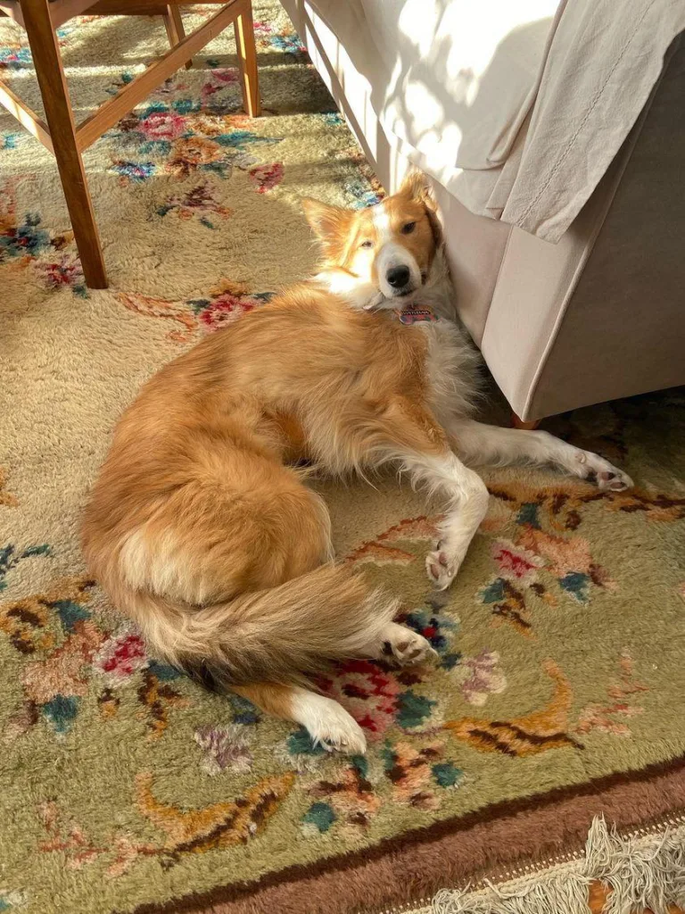 Huellas Responsables: se busca familia para Chicha 3 Huellas responsables: se busca familia para chicha 1