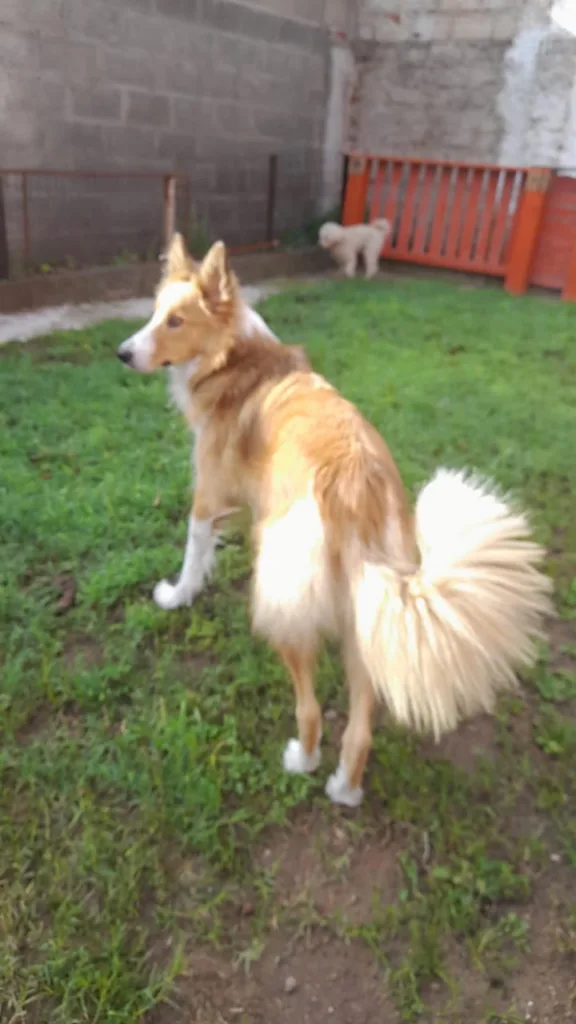 Huellas Responsables: se busca familia para Chicha 2 Huellas responsables: se busca familia para chicha