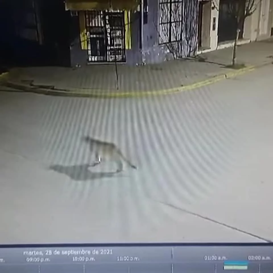 Filman a un puma caminando por las calles de chivilcoy