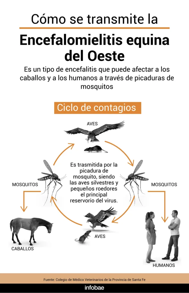Dengue: cómo diferenciar a los mosquitos que pueden transmitir la enfermedad 2