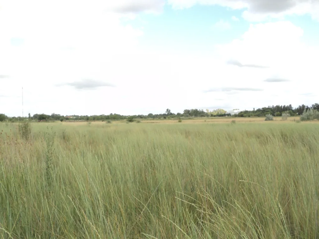 Cortaron el pasto, pero era una reserva protegida