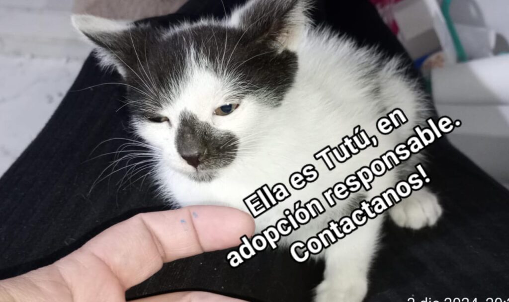 Huellas responsables pide ayuda para frenar la superpoblación felina