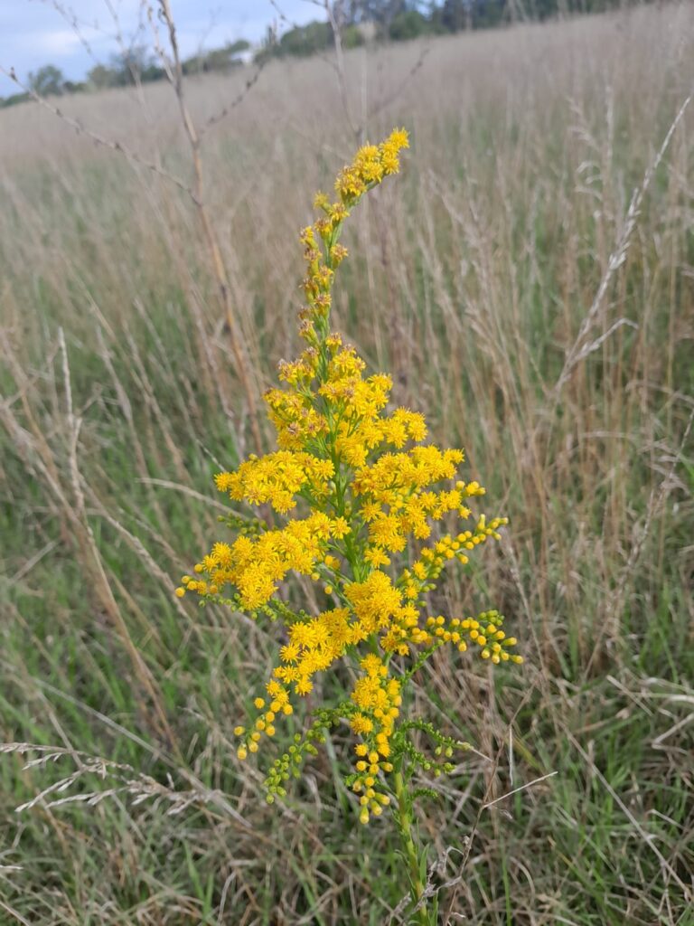 La Reserva Urbana Natural busca nombre propio 2 La reserva urbana natural busca nombre propio 1