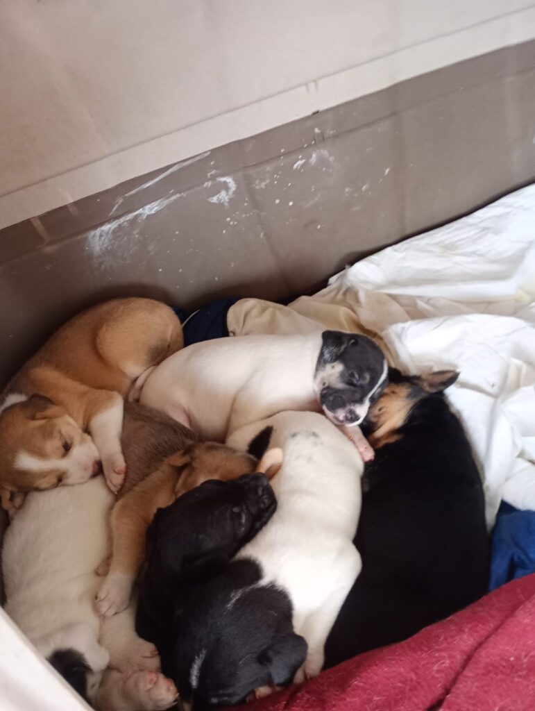 Huellas responsables: gatita atropellada busca a su familia o un hogar definitivo