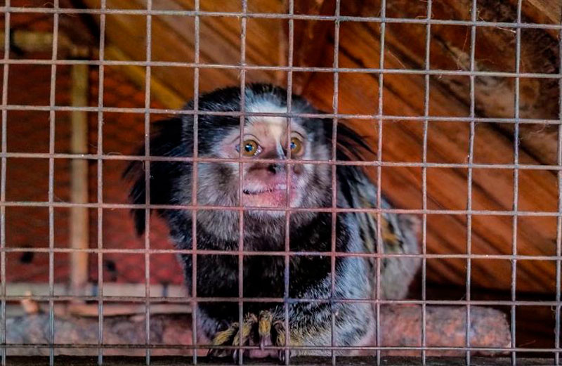 Carlos keen: rescate de animales exóticos en peligro de extinción 1