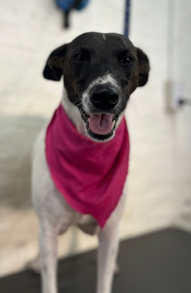 Huellas responsables: pilara busca un hogar definitivo