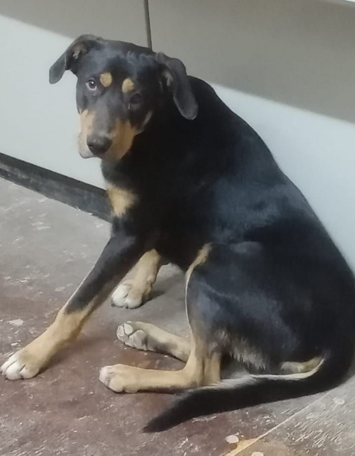 Batuque, un perro bueno y cariñoso que busca dejar la calle para siempre
