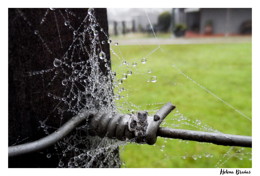 Mirada rurales: el nuevo proyecto de ojos de campo