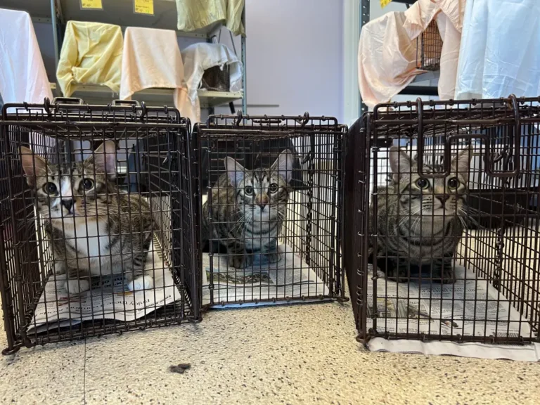 Las jaulas atrapagatos son fundamentales para rescatarlos y llevarlos a castrar.