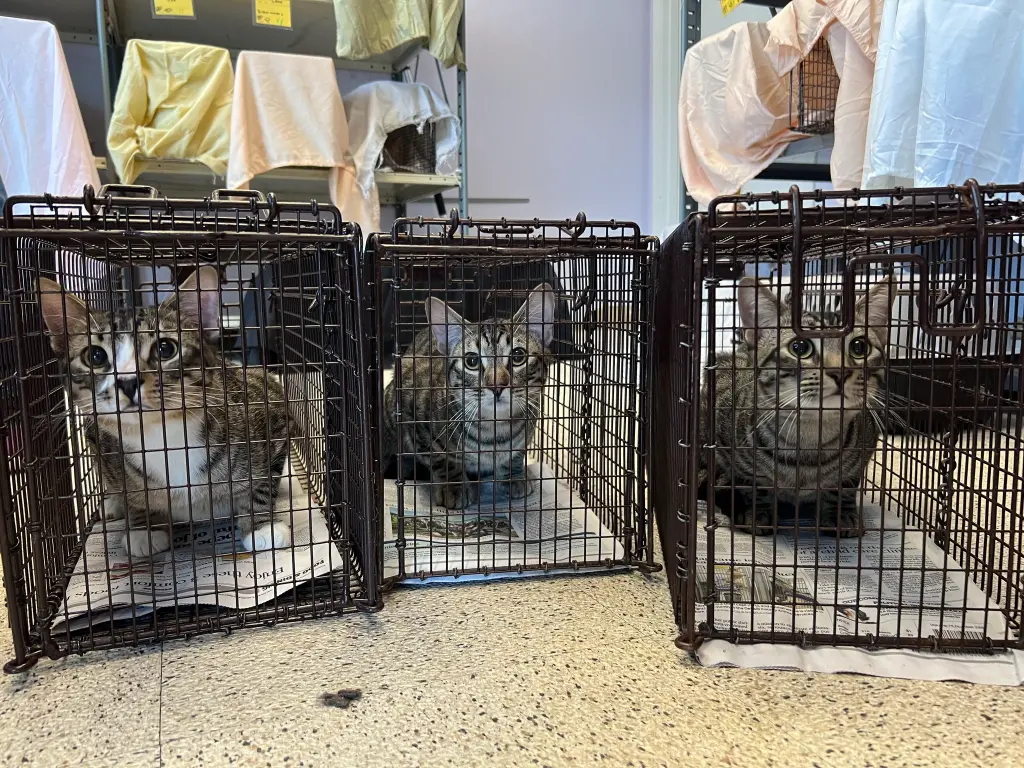 Las jaulas atrapagatos son fundamentales para rescatarlos y llevarlos a castrar.