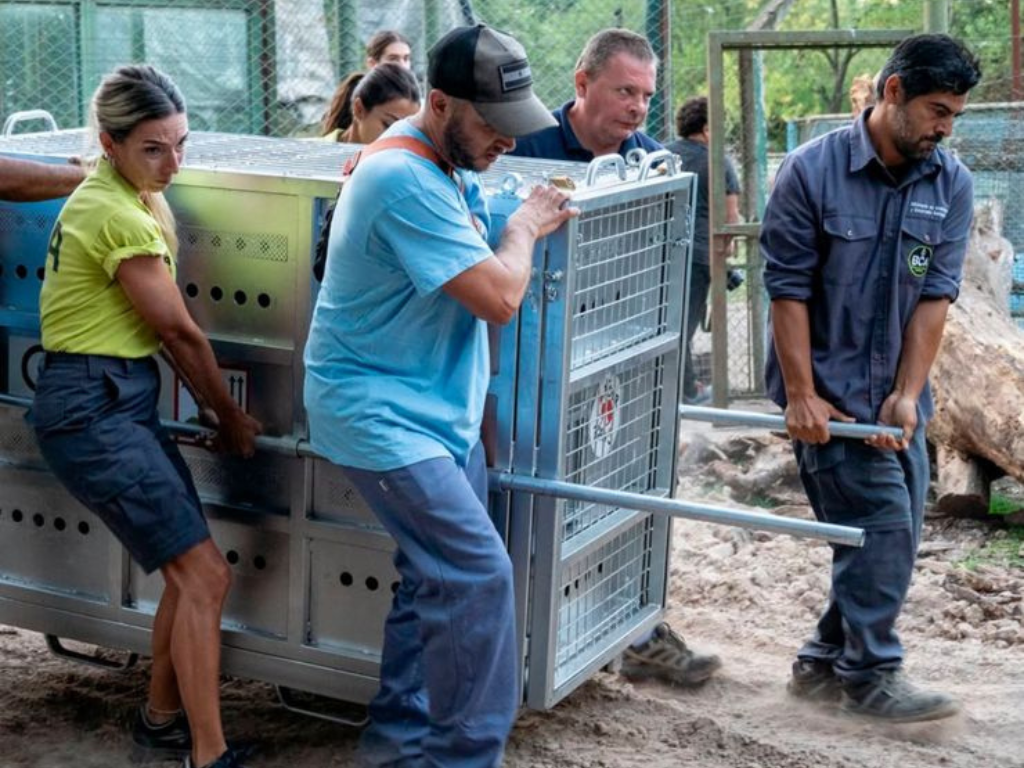 Los animales del ex zoo Luján llegaron a los santuarios de Europa 1 Los animales del ex zoo luján llegaron a los santuarios de europa