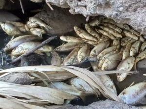 Infociudad, siempre con vos. 43