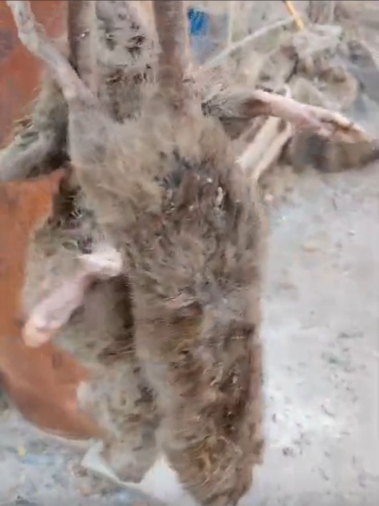Denuncian maltrato y abandono en el refugio canino municipal 1 Denuncian maltrato y abandono en el refugio canino municipal