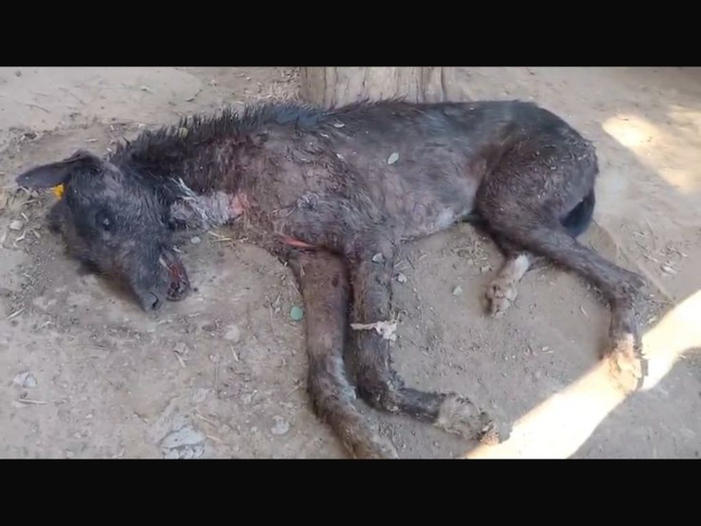 Denuncian maltrato y abandono en el refugio canino municipal 2 Denuncian maltrato y abandono en el refugio canino municipal 1
