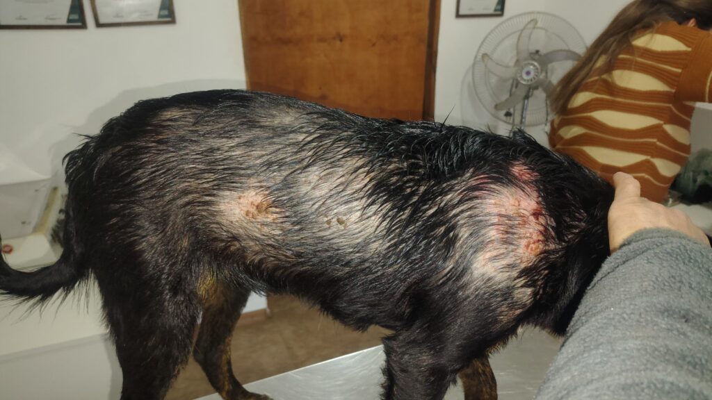 Los rescatistas locales redoblan sus esfuerzos para dar en adopción los perros abandonados en la calle 1