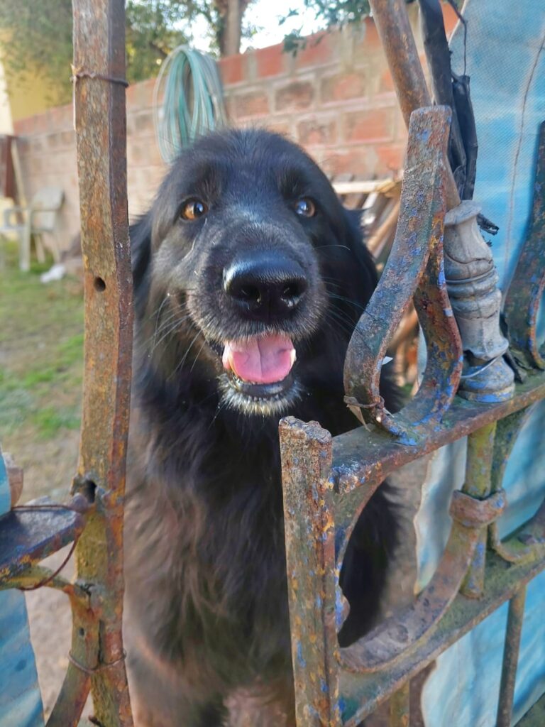 Los rescatistas locales redoblan sus esfuerzos para dar en adopción los perros abandonados en la calle 2