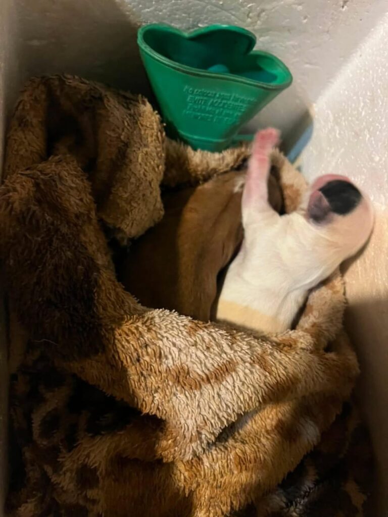 Los rescatistas locales redoblan sus esfuerzos para dar en adopción los perros abandonados en la calle
