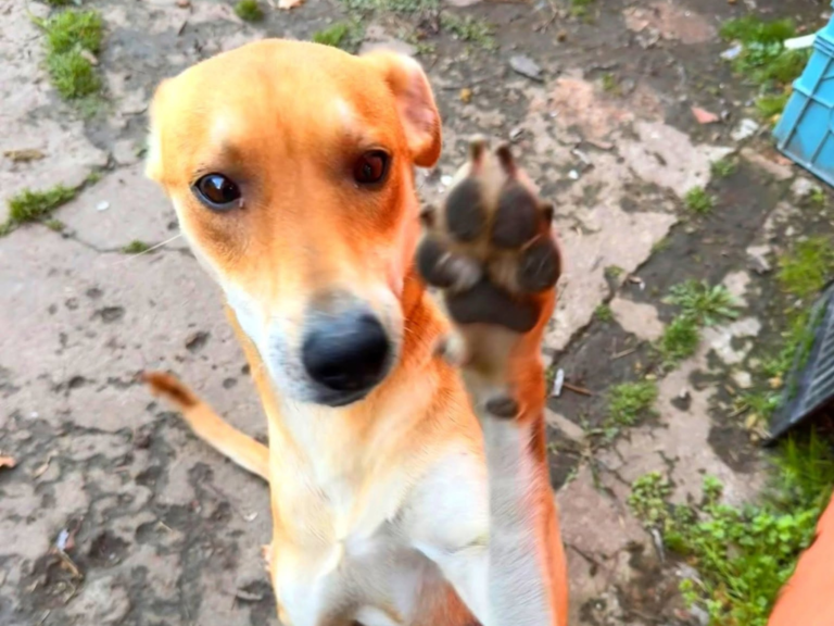 Ahora Pimpollo busca un hogar definitivo. "Esta castrada, es hermosa y compañera, no tenemos donde dejarla, no queremos que el refugio sea su final. Adopción urgente ", expresó Civerra en sus redes.