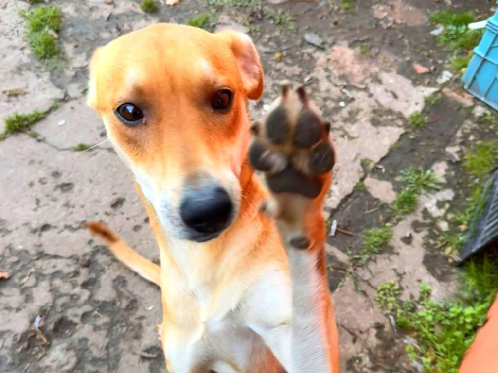 Ahora Pimpollo busca un hogar definitivo. "Esta castrada, es hermosa y compañera, no tenemos donde dejarla, no queremos que el refugio sea su final. Adopción urgente ", expresó Civerra en sus redes.